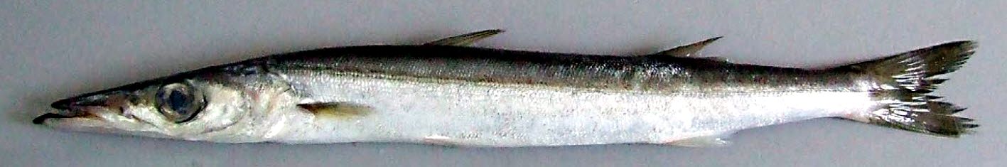 Sphyraena  sphyraena_06.jpg